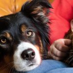 Simple Pet Care For Dogs and Cats