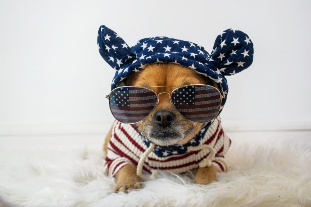 American dog in sunglasses on 4th of July