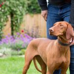 E Collar For dogs